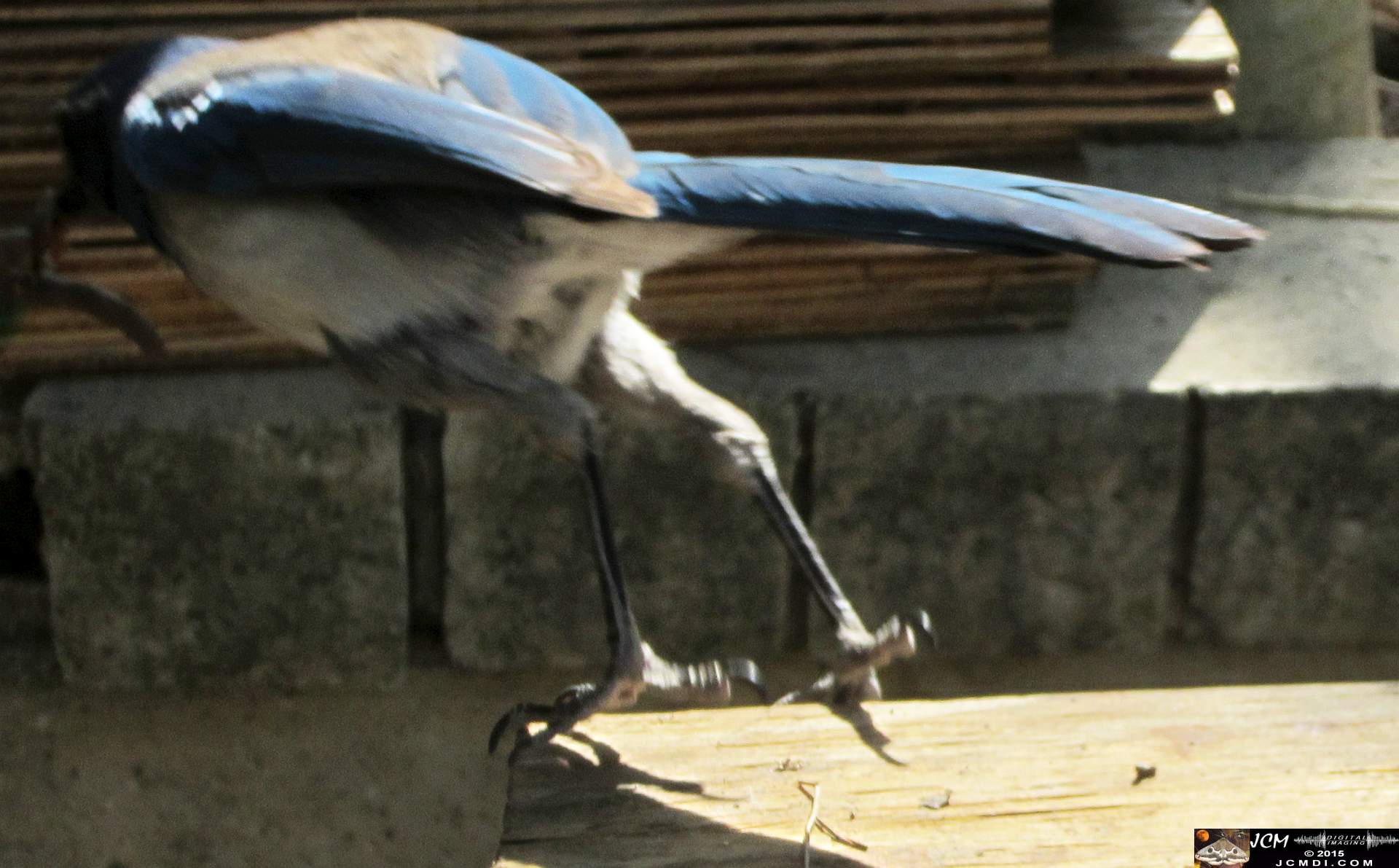 Scrub Jay Documentary documentary worm bait